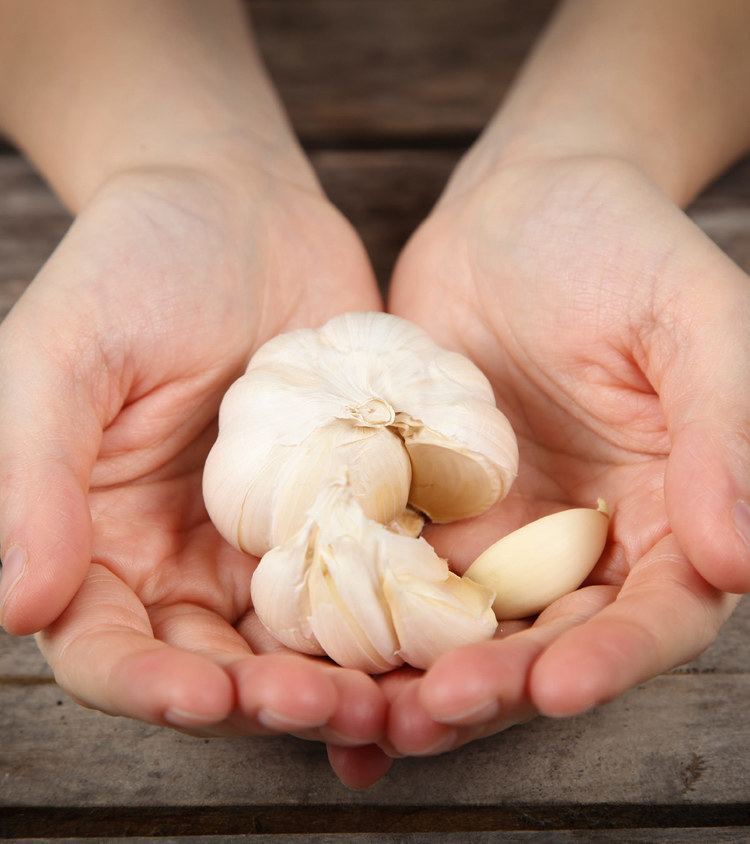 A human hands holding a garlic