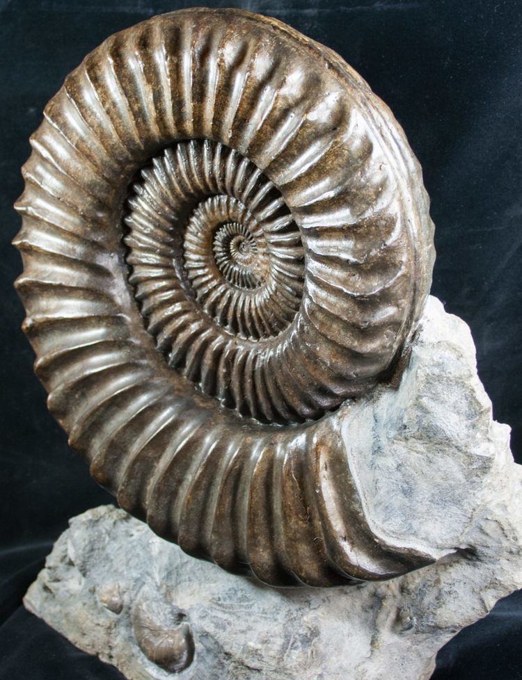 Coroniceras Huge 11quot Coroniceras Ammonite Display France For Sale 8252