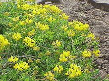 Coronilla httpsuploadwikimediaorgwikipediacommonsthu