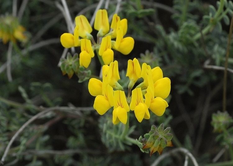 Coronilla Flora Vascular Toda la informacin detallada sobre la Flora