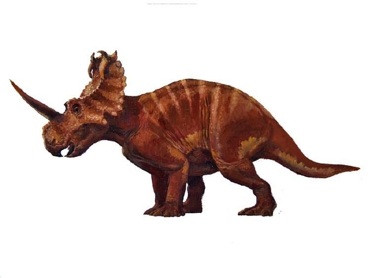 Coronosaurus imagesdinosaurpicturesorgCoronosauruscb00jpg