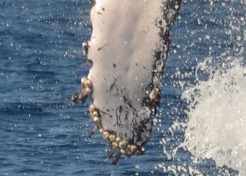 Coronula diadema Humpback Whale Barnacle Coronula diadema