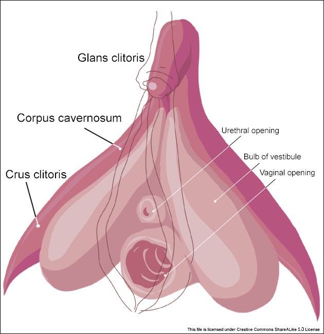 Corpus cavernosum of clitoris