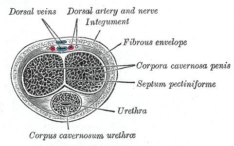 Corpus cavernosum penis