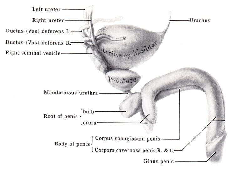 Corpus spongiosum penis