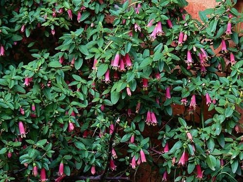 Correa 'Dusky Bells' Buy Correa Dusky Bells Online Plants