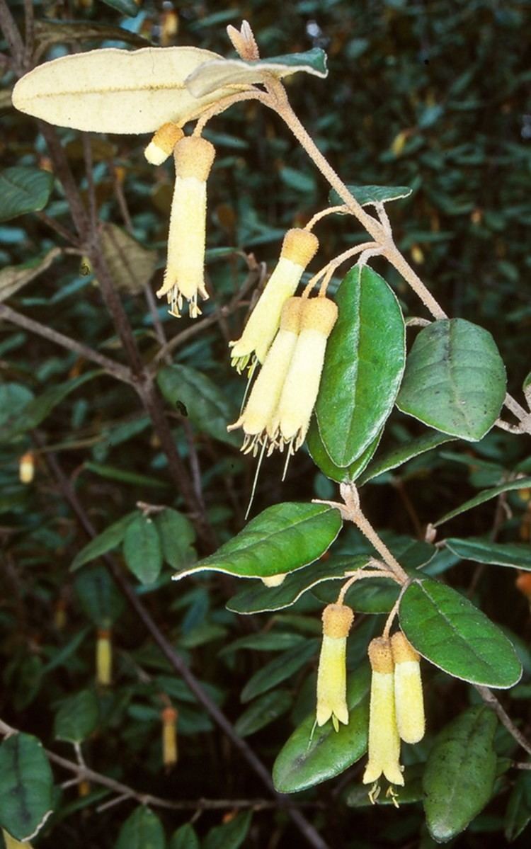 Correa lawrenceana Correa lawrenceana var cordifolia at Countegany NSW Canberra