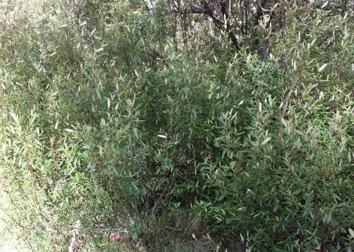 Correa lawrenceana Australian Alpine Plants Rutaceae
