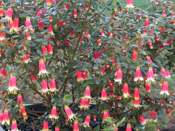 Correa (plant) Native Fuchsia Correa 39Canberra Bells39