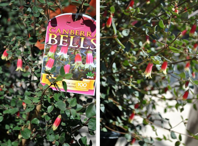 Correa (plant) Bliss Garden amp Giftware Plant of the Month Correa 39Canberra Bells39