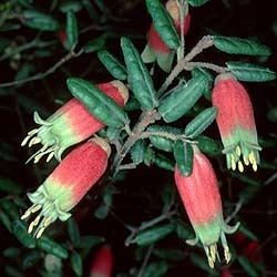 Correa reflexa Correa reflexa Growing Native Plants