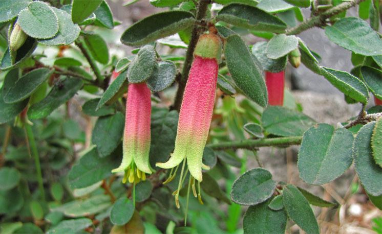 Correa reflexa correa reflexa common correa