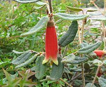 Correa reflexa var. angustifolia httpsuploadwikimediaorgwikipediacommonsthu