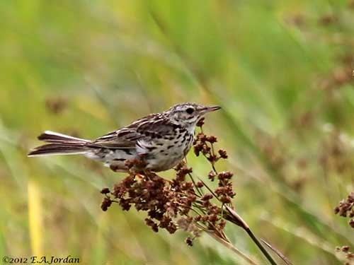 Correndera pipit Correndera Pipit