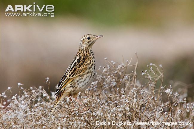 Correndera pipit Correndera pipit videos photos and facts Anthus correndera ARKive