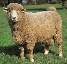 Corriedale Corriedale breed of sheep Britannicacom