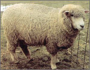 Corriedale Corriedale Sheep
