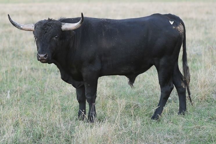 Corriente cattle North American Corriente Association Corriente Cattle Breed
