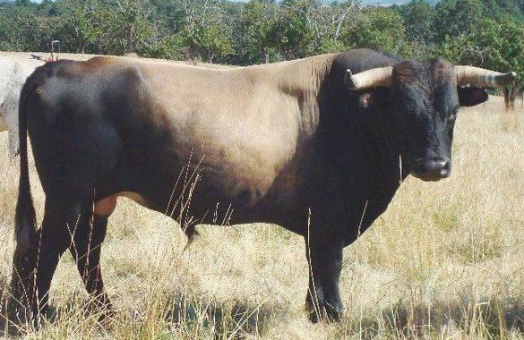 Corriente cattle CORRIENTE CATTLE BRYANT RANCH INC