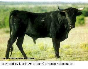 Corriente cattle Breeds of Livestock Corriente Cattle Breeds of Livestock