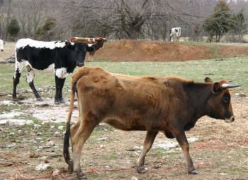 Corriente cattle Charlie Daniels39 Twin Pines Ranch Corriente Cattle