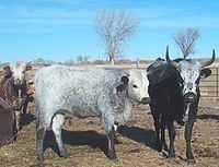 Corriente cattle httpsuploadwikimediaorgwikipediacommonsthu