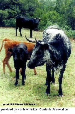 Corriente cattle Breeds of Livestock Corriente Cattle Breeds of Livestock