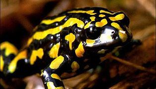 Corroboree frog Corroboree frog39s last dance Nature Features ABC Science