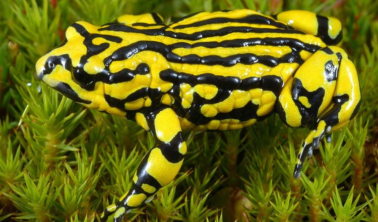 Corroboree frog Endangered southern corroboree frog Australian Geographic