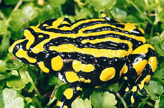 Corroboree frog Fast Facts Corroboree Frog