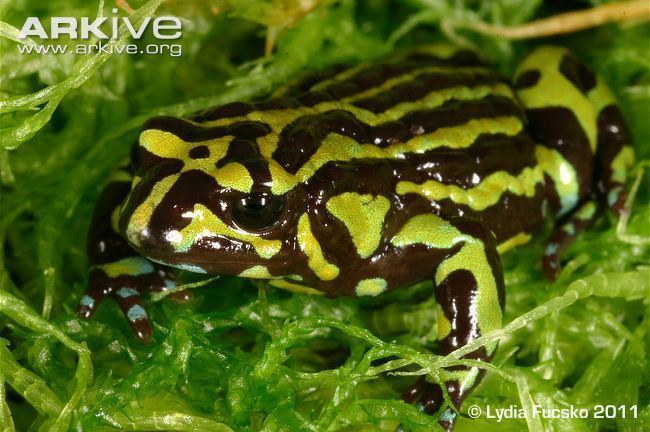 Corroboree frog Corroboree frog videos photos and facts Pseudophryne corroboree