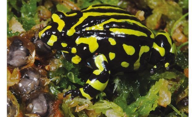 Corroboree frog Northern Corroboree Frog Zoos Victoria