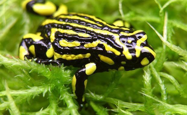 Corroboree frog Southern Corroboree Frog Zoos Victoria