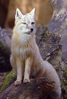 Corsac fox httpsuploadwikimediaorgwikipediacommonsthu