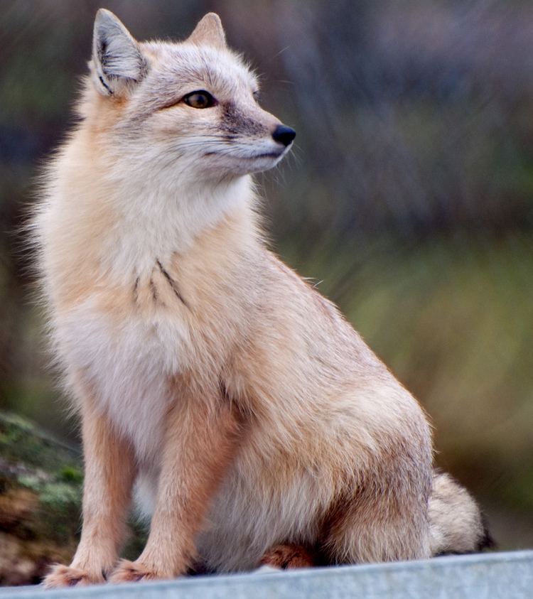 Corsac fox Corsac Fox 2 Neil McIntosh Flickr
