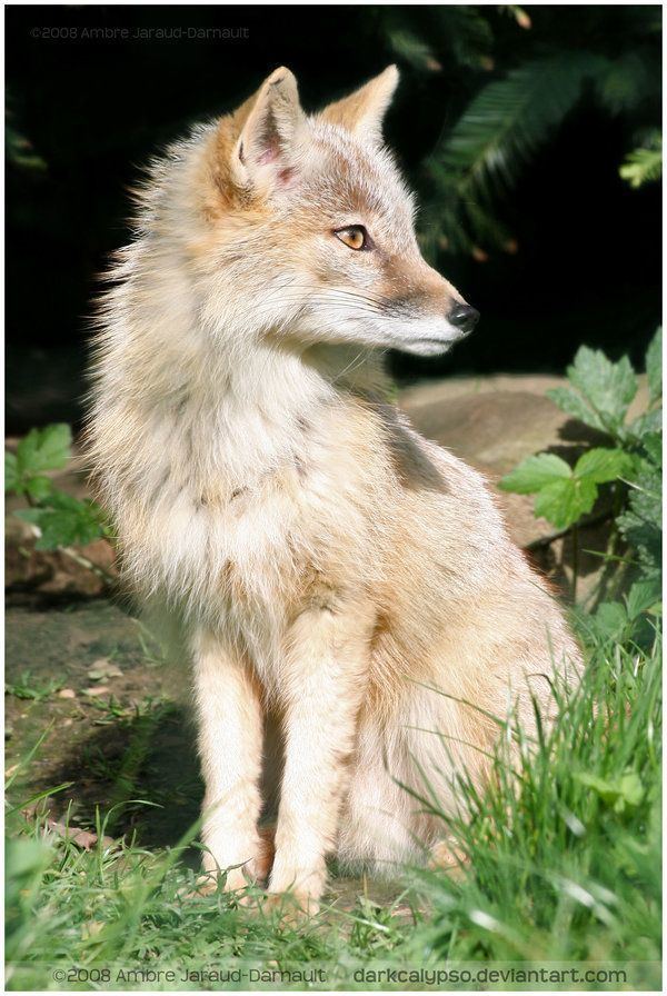 Corsac fox 1000 images about Corsac fox on Pinterest Parks Pets and Animals