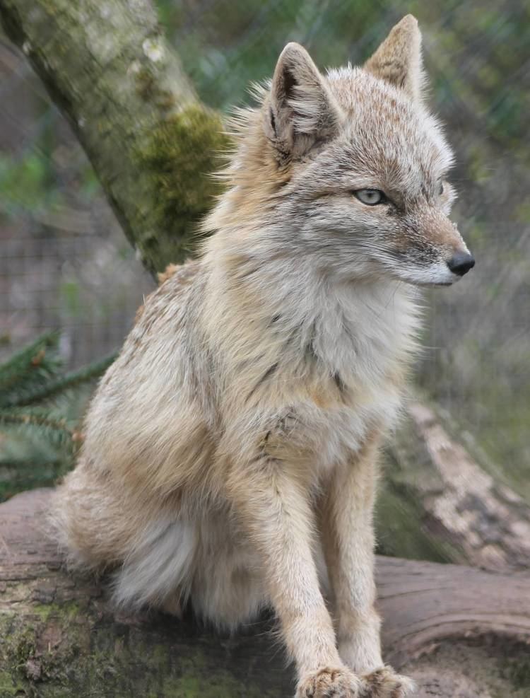 Corsac fox 1000 images about Corsac fox on Pinterest Parks Pets and Animals