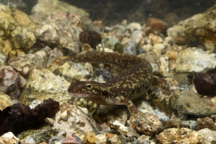 Corsican brook salamander wwwfototrappdegallerie01Amphibien20Europas0