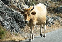 Corsican cattle httpsuploadwikimediaorgwikipediacommonsthu