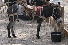 Corsican donkey httpsuploadwikimediaorgwikipediacommonsthu