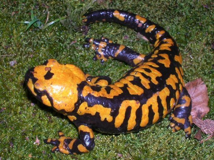 Corsican fire salamander httpssmediacacheak0pinimgcom736x41c7ab