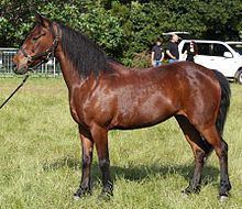 Corsican horse httpsuploadwikimediaorgwikipediacommonsthu