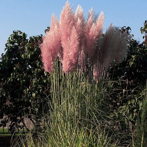 Cortaderia Buy Pink Pampas Grass Seeds Online Rarexoticseeds