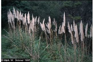 Cortaderia jubata Plants Profile for Cortaderia jubata purple pampas grass