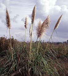 Cortaderia jubata httpsuploadwikimediaorgwikipediacommonsthu