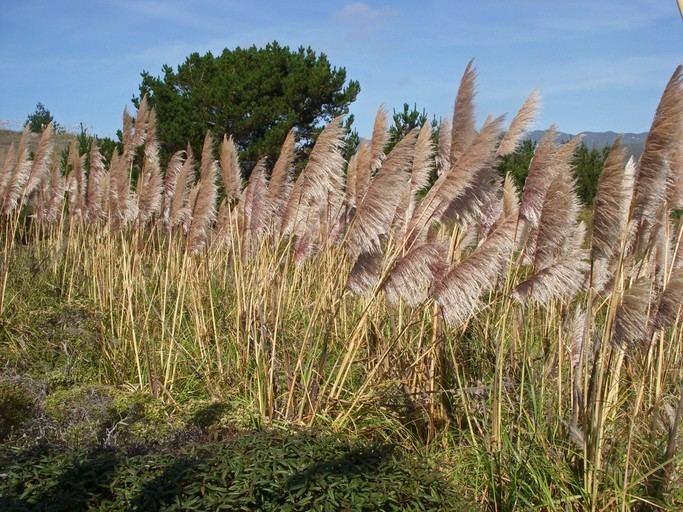 Cortaderia jubata CalPhotos Cortaderia jubata Jubata Grass