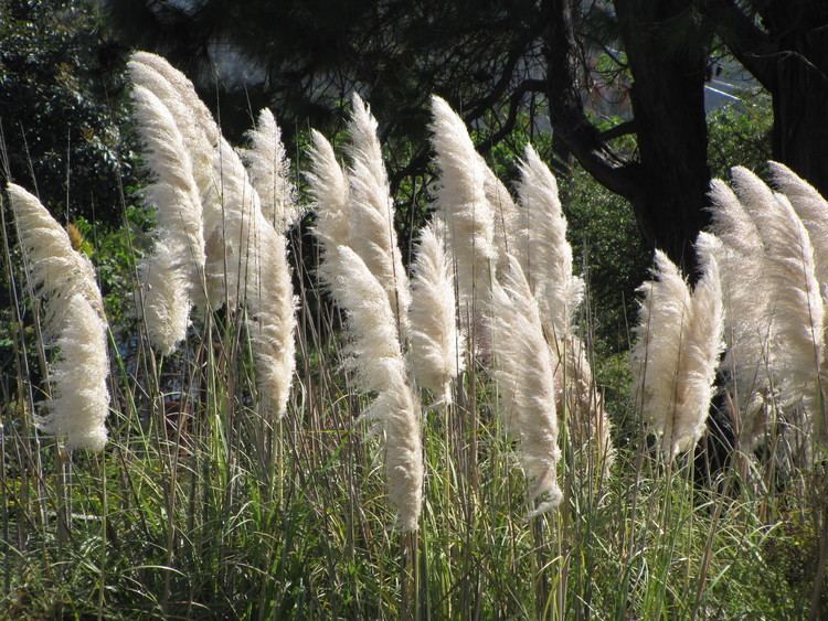 Cortaderia jubata pampas grass Cortaderia jubata Cortaderia selloana