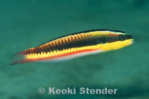 Cortez rainbow wrasse wwwmarinelifephotographycomfisheswrassesthala