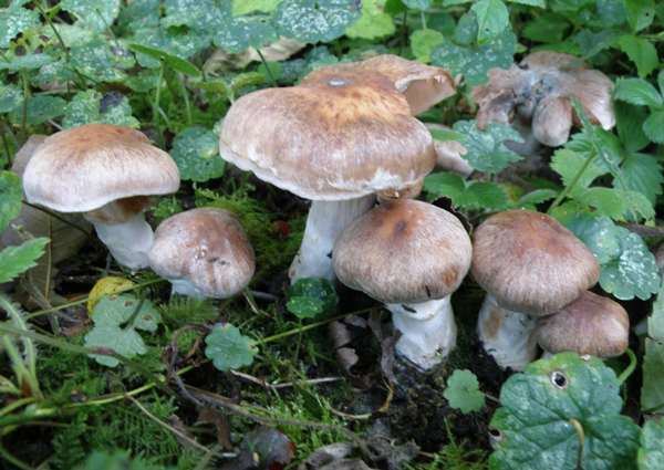 Cortinarius anomalus Cortinarius anomalus Variable Webcap mushroom