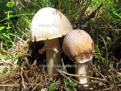 Cortinarius caperatus Cortinarius caperatus Gypsy Mushroom